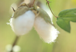 Organic Cotton